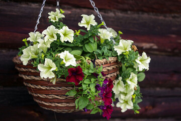 flower arrangement of burgundy and yellow limw petunias  in a hanging basket. Country style