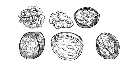 Walnuts hand-drawn illustration. Natural product vegetarianism. Sketch print textile vintage plants harvest patern seamless
