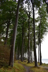 Ostsee-Strandwald