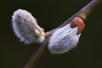The ornamental tree Salix caprea begins to bloom. Known as  goat willow, pussy willow or great...