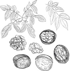 Walnuts hand-drawn illustration. Natural product vegetarianism. Sketch print textile vintage plants harvest patern seamless