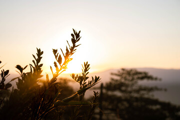 atardecer, cielo, sol, naturaleza, césped, amanecer, paisaje, silueta, árbol, campa, madrugada, anaranjada, nube, verano, alumbrado, alba, color, otoñal, amarilla, hermoso, árbol, plantas