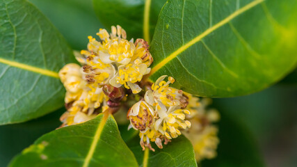 Bay Tree Blossom