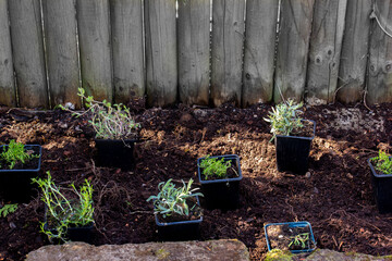 seedlings in pots bed in spring