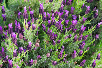 Lavenders in bloom. Spanish lavender or topped lavender blossom, flowers close up in the garden