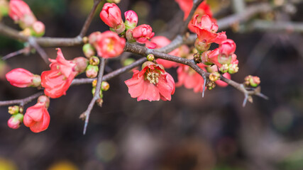 Blossoming Quince