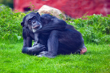an ape lying relaxed looking thoughtful into the camera