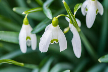 Snowdrops