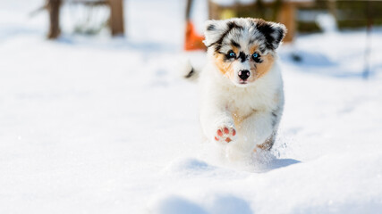 Australian shepherd puppy running in fresh snow in the garden.