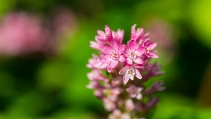 Pink Blossom