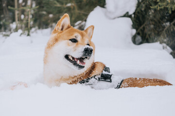 A Shiba Inu dog actively walks through the winter forest. The concept of walking with pets in the forest.