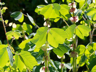 Yoke-leaved amicia or amicia zygomeris, ornamental bushy plant grown for pale-green theart-shaped foliage and purple purple-veined stipules, yellow pea-like flowers in autumn 