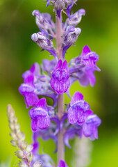 Obraz premium Toadflax Tower