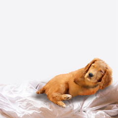 puppy sleeping on a bed