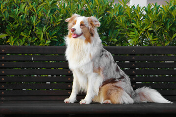 beautiful red merle australian shepherd is sitting on a wooden bench