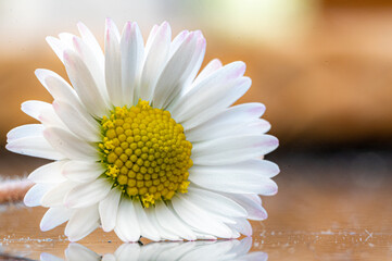 Wild daisy flower head