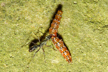 One black ant attack red worm on the rock floor for food