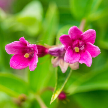 Red Jasmine Pair