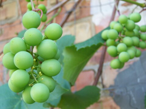 Winnica Bilder Durchsuchen 2,175 Archivfotos, und