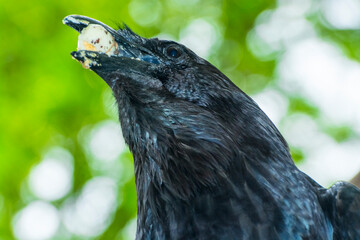 Europeam raven is eating an egg in a forest