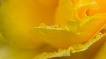 Raindrops On Rose