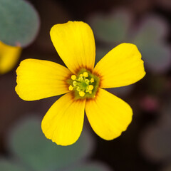 Wonderful Woodsorrel