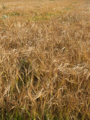 Ripe barley ears, full frame. Harvest cereals, background. Backdrop of ripening ears of yellow cereal field ready for harvest growing in a farm field. Copy space for advertising text message.