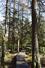 Fototapeta premium Waldfotografie