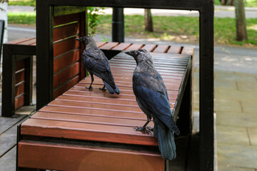 Insolent city crows begging for food on the bench of a street cafe