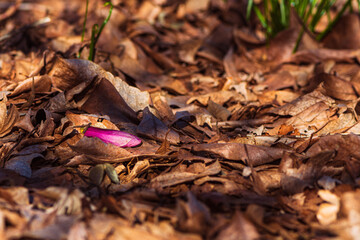 fallen autumn leaves