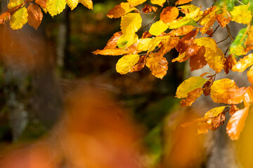 Beautiful autumn landscape with yellow trees and sun. Colorful foliage in the park. Falling leaves natural background