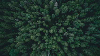 Aerial Overhead View of Tree tops. Mystic dark forest.
- 421843539
