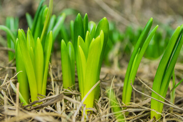 First spring flowers. Sprouting Narcissus (Latin: Narcissuses) in the garden, close-up. Soft selective focus.
