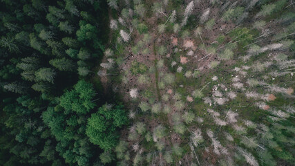 Scorched trees and grass after the fire. Top view. Mixed forest during the dry season.