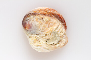 Shell Seashell 