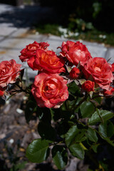 red and pink roses at the garden in a cortyard