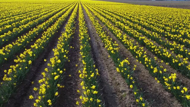 Dolly shot with a drone over rows of colorful yellow daffodil flowers on a farm