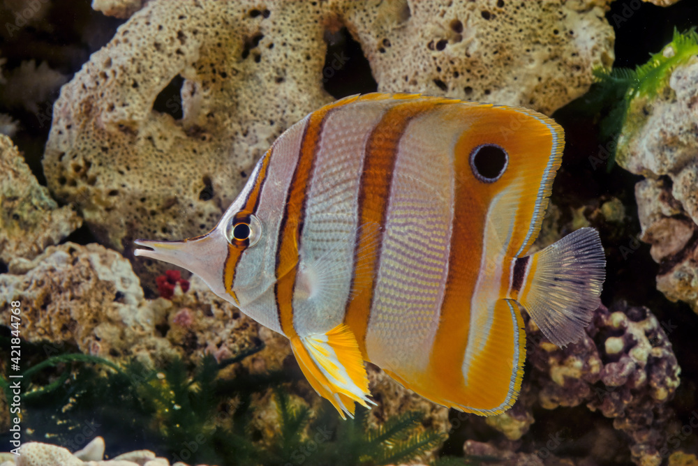 Wall mural Copperband butterflyfish