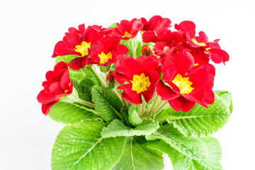 Close up of vivid red Primrose flowers in full bloom in a garden pot near a white wall in a sunny summer day, beautiful outdoor floral background photographed with soft focus.