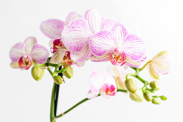 Fototapeta na wymiar Close up vivid pink Phalaenopsis orchid flowers in full bloom in a garden pot near a white wall in a sunny summer day, beautiful outdoor floral background photographed with soft focus.