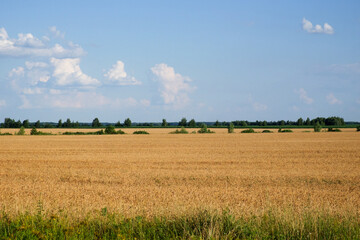 Fototapeta premium Crops in scenic agricultural fields in summer. Picturesque blue sky over the village plain. Scenery.