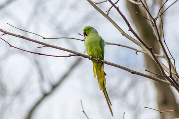 Ring-necked parakeets breeding in a breeding burrow in a tree sitting on a branch in spring to lay eggs for little fledglings with green feathers and a red beak as exotic parrots Psittacula krameri