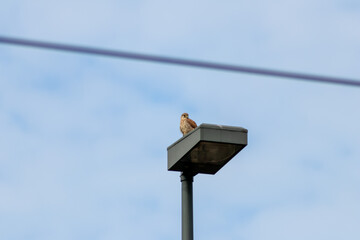 Brown hawk sitting on a lantern in front of blue sky lurking for rodents to hunt and eat as...