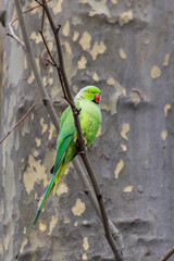 Ring-necked parakeets breeding in a breeding burrow in a tree sitting on a branch in spring to lay eggs for little fledglings with green feathers and a red beak as exotic parrots Psittacula krameri