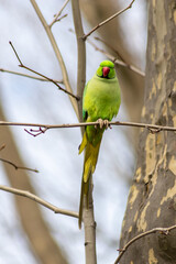 Ring-necked parakeets breeding in a breeding burrow in a tree sitting on a branch in spring to lay eggs for little fledglings with green feathers and a red beak as exotic parrots Psittacula krameri
