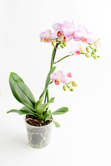 Fototapeta na wymiar Close up vivid pink Phalaenopsis orchid flowers in full bloom in a garden pot near a white wall in a sunny summer day, beautiful outdoor floral background photographed with soft focus.