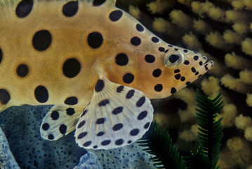 Humpback grouper