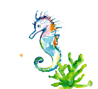 Seahorse watercolor marine background illustration watercolor
