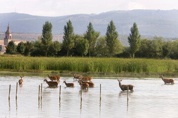  VITORIA.CIERVOS EN EL PARQUE DE SALBURUA PERTENECIENTE AL ANILLO VERDE QUE RODEA LA CIUDAD, Y EMBLEMA DE UNA CIUDAD RECONOCIDAD POR SU SOSTENABILIDAD ECOLOGICA.