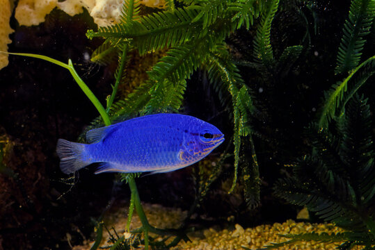Chrysiptera cyanea is a species of damselfish native to the Indian and western Pacific Oceans. Common names include blue damselfish, blue demoiselle, blue devil, cornflower sergeant-major, Hedley's da